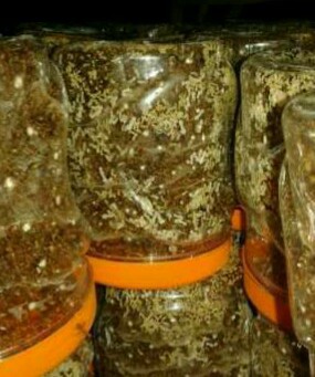 Ternak Semut Rangrang Peluang Usaha Rumahan Modal Kecil Usaha
